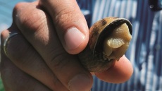 Ο Θωμάς και ο Νικόλαος εκτρέφουν διαλεκτά σαλιγκάρια στο Διαλεκτό Καστοριάς