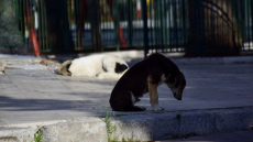  Ο Δήμος Δάφνης-Υμηττού γιορτάζει την Κυριακή την Παγκόσμια Ημέρα Αδέσποτων Ζώων