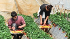 Πότε άρχισαν να τρώνε φράουλες οι Έλληνες;