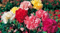 Τέλος εποχής για τα ελληνικά γαρίφαλα που εξαφανίστηκαν μετά τα κλειστά μπουζούκια