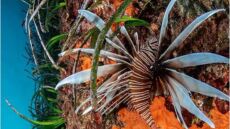 Χαλκιδική: Τροπικό λεοντόψαρο «έπιασε» με τον φακό του ο υποβρύχιος φωτογράφος, Νικόλαος Σαμαράς