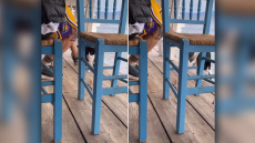 Αιδηψός: Πληροφορίες ότι εμπλέκεται αθλήτρια καράτε στο περιστατικό με τη γάτα