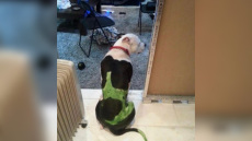 Εύβοια: Ο 30χρονος που κλώτσησε τη γάτα είχε βάψει τον σκύλο του - Δείτε φωτογραφία