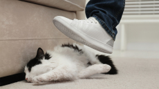 Διαταραχή προσωπικότητας – Έλλειψη τρυφερότητας: Ποιοι άνθρωποι κακοποιούν ζώα