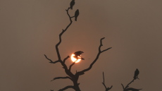 Τα πουλιά πέφτουν μαζικά μέσα στον καύσωνα στην Ινδία