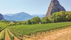 Πόσα γνωρίζετε για τον ελληνικό αμπελώνα;