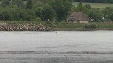 Γαλλία: Πέθανε η όρκα που είχε εντοπιστεί στον Σηκουάνα