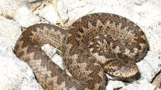 Αγρίνιο: Τον δάγκωσε οχιά και για να σωθεί «έτρεχε» στο Πανεπιστημιακό Νοσοκομείο Ρίου