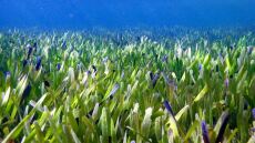 Ανακαλύφθηκε το μεγαλύτερο φυτό-κλώνος στον κόσμο με έκταση όσο 20.000 ποδοσφαιρικά γήπεδα!