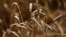 Ουκρανία: Περίπου 300.000 τόνοι σιτηρών βρίσκονταν σε αποθήκες στο Μικολάιβ που μπορεί να βομβαρδίστηκαν