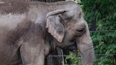 Ο ελέφαντας στον ζωολογικό κήπο «δεν είναι άνθρωπος», αποφάσισε δικαστήριο στη Νέα Υόρκη