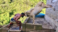 Βίντεο: Ο πρωταθλητής του MMA που προπονείται με μία κατσίκα