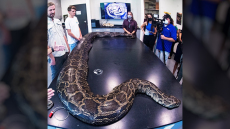 Πύθωνας-γίγας 5,5 μέτρων και 100 κιλών εντοπίστηκε στη Φλόριντα