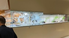 Ολλανδία: Ληστές εισέβαλαν σε έκθεση Τέχνης στο Μάαστριχτ - Έσπασαν προθήκη με ρόπαλο, δύο συλλήψεις