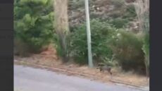 Τεράστιο αγριογούρουνο εμφανίστηκε τα ξημερώματα στο Ντράφι