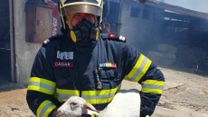 Σχηματάρι: Ρουμάνος πυροσβέστης έσωσε από τις φλόγες ένα μικρό πρόβατο