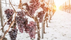 Τι είναι τα κρασιά τύπου «ice wine»;