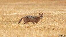 Βίντεο: Σπάνιο «χρυσό τσακάλι» εμφανίστηκε στην λίμνη Κάρλα - Δείτε εντυπωσιακές εικόνες