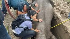 Βίντεο από τη δραματική διάσωση ελεφαντίνας και του μικρού της στην Ταϊλάνδη 