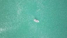 Πλήθος από τσούχτρες πλημμυρίζει και τις θάλασσες του Ισραήλ