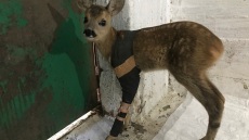 Τραυματισμένο ζαρκάδι 4 μηνών έσωσε ο «Αρκτούρος»