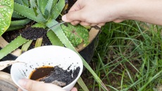 Πώς μπορούμε να εκμεταλλευτούμε τα υπολείμματα του καφέ