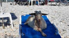 Σύμη: Viral η φωτογραφία κατσίκας που ποζάρει σε ξαπλώστρα