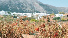 Γιατί το National Geographic έχει ξεχωρίσει αυτό το μποστάνι στη Σίφνο;