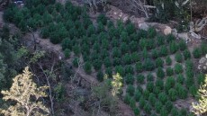 Χαλκιδική: «Ξερίζωσαν» μεγάλη φυτεία με πάνω από 140 δενδρύλλια κάνναβης