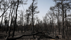 Στην τελική ευθεία τα έργα αναδάσωσης στη Βαρυμπόμπη από το ΤΑΤΟΪ Club