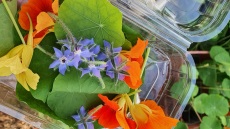 Οι θησαυροί της κρητικής γης έχουν βρει καταφύγιο σε αυτά τα θερμοκήπια