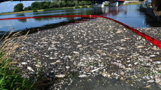 Λύθηκε το μυστήριο για τους μαζικούς θανάτους ψαριών στον ποταμό Όντερ