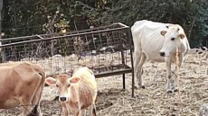 Θεσπρωτία: «4 από τις 42 αγελάδες του κτηνοτρόφου βρέθηκαν υποσιτισμένες»