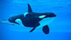 Βίντεο: Τρελαμένη από μοναξιά, μια όρκα χτυπά το κεφάλι της μέσα σε ενυδρείο-φυλακή