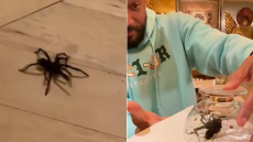 Γουίλ Σμιθ: Βίντεο αποδεικνύει τον τρόμο του για τις αράχνες 