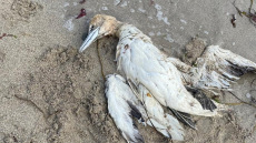 Γρίπη των πτηνών: Καμπανάκι από τους επιστήμονες για επικείμενο ξέσπασμα και στους ανθρώπους