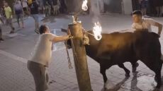 Σάλος για την κακοποίηση ταύρων - Υποβάλλονται σε βασανιστήρια στη Βαλένθια