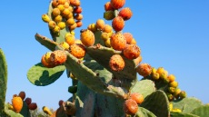 Φραγκόσυκα: πώς τα καθαρίζουμε και 5 τρόποι να τα καταναλώσουμε