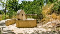 5 Μουσεία στην Ελλάδα με πρωταγωνίστρια την ελιά