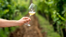 Ελληνικές ροζ ποικιλίες: μαθαίνουμε για το μοσχοφίλερο (φιλέρι)