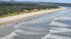 Αυστραλία: 230 φάλαινες εξόκειλαν σε παραλία - Οι μισές εκτιμάται ότι είναι νεκρές