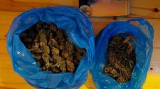 Καβάλα: Αστυνομικοί έπιασαν επ’ αυτοφώρω καλλιεργητές - Είχαν φυτεία με 187 δενδρύλλια κάνναβης