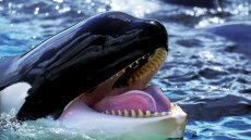 Βίντεο: Φάλαινες δολοφόνοι κυνηγούν και κατασπαράζουν λευκό καρχαρία