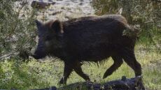 Φθιώτιδα: Χτυπημένο αγριογούρουνο επιτέθηκε και τραυμάτισε κυνηγό στο πόδι