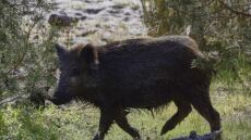 Τροχαίο με αγριογούρουνο στην Εύβοια: Σκοτώθηκε το ζώο, υλικές ζημιές στο αυτοκίνητο