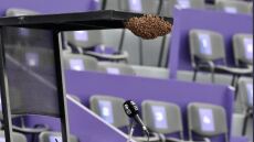 Σμήνος μελισσών διέκοψε τουρνουά τένις στη Γουαδαλαχάρα - Δείτε βίντεο