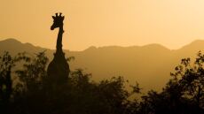 Νότια Αφρική: Καμηλοπάρδαλη ποδοπάτησε μέχρι θανάτου 16 μηνών κοριτσάκι σε πάρκο