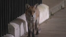 Μια αλεπού «καλωσόρισε» τον Ρίσι Σούνακ στη Ντάουνινγκ Στριτ - Δείτε βίντεο