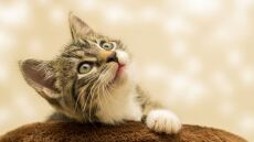 Κτηνωδία στον Άγιο Δημήτριο - Γάτα βρέθηκε απαγχονισμένη με αυτοσχέδια θηλιά