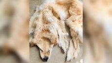 Αυστραλία: Οικογένεια μετέτρεψε το σκυλί της σε... χαλί όταν αυτό πέθανε - Δείτε εικόνες